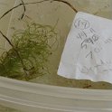 site19 northern snailseed pondweed underwater leaves only with fruits